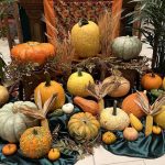 A festive, fall bounty of pumpkins, ears of corn and gourds are arranged on the floor on green, satiny cloth.