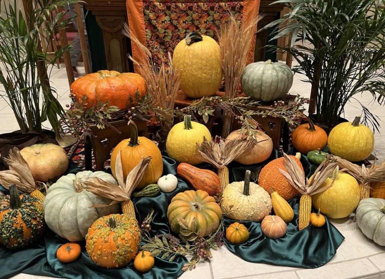 A festive, fall bounty of pumpkins, ears of corn and gourds are arranged on the floor on green, satiny cloth.