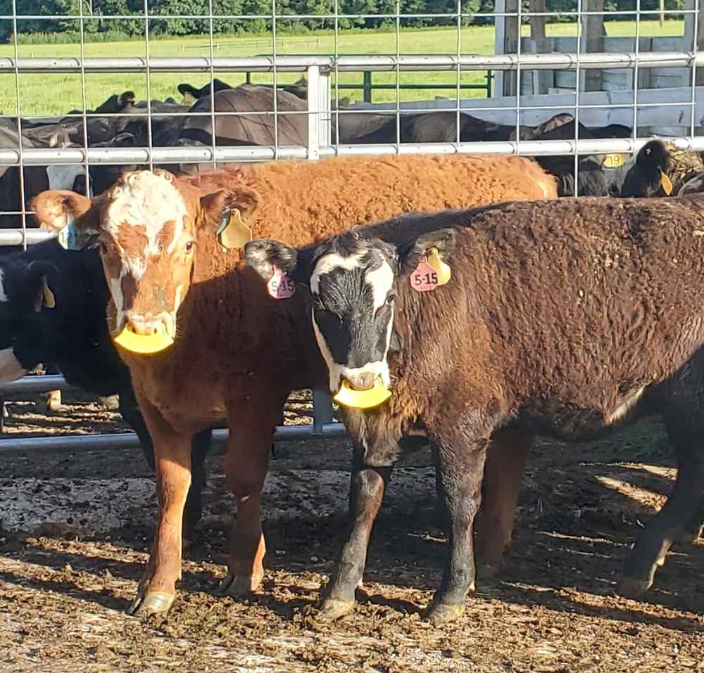 Two brown cattle standing in a white-fenced pasture showing off their tags.