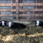 Three young cows with pink ear tags looking at the camera while laying in a bed of hay in a wood and metal barn.