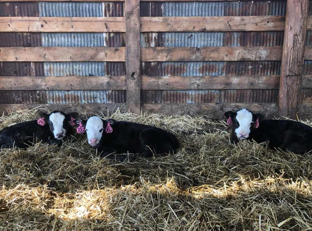 Three young cows with pink ear tags looking at the camera while laying in a bed of hay in a wood and metal barn.