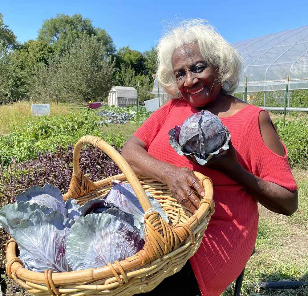 Elderly women holding a big head of purple cabbage with a basket full on her lap in a garden outdoors in the sunshine.