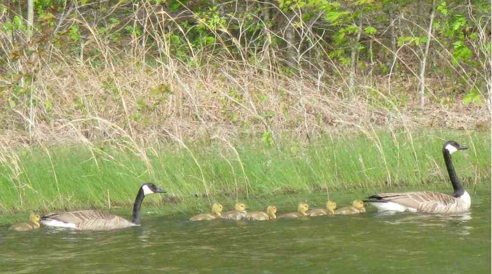 Two geese swim with their goslings near the shoreline. 