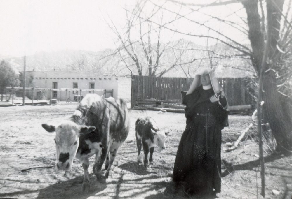 Archival photo of a nun in habit walking a cow with her calf.