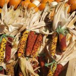Pumpkins and colorful corn, festive for autumn.