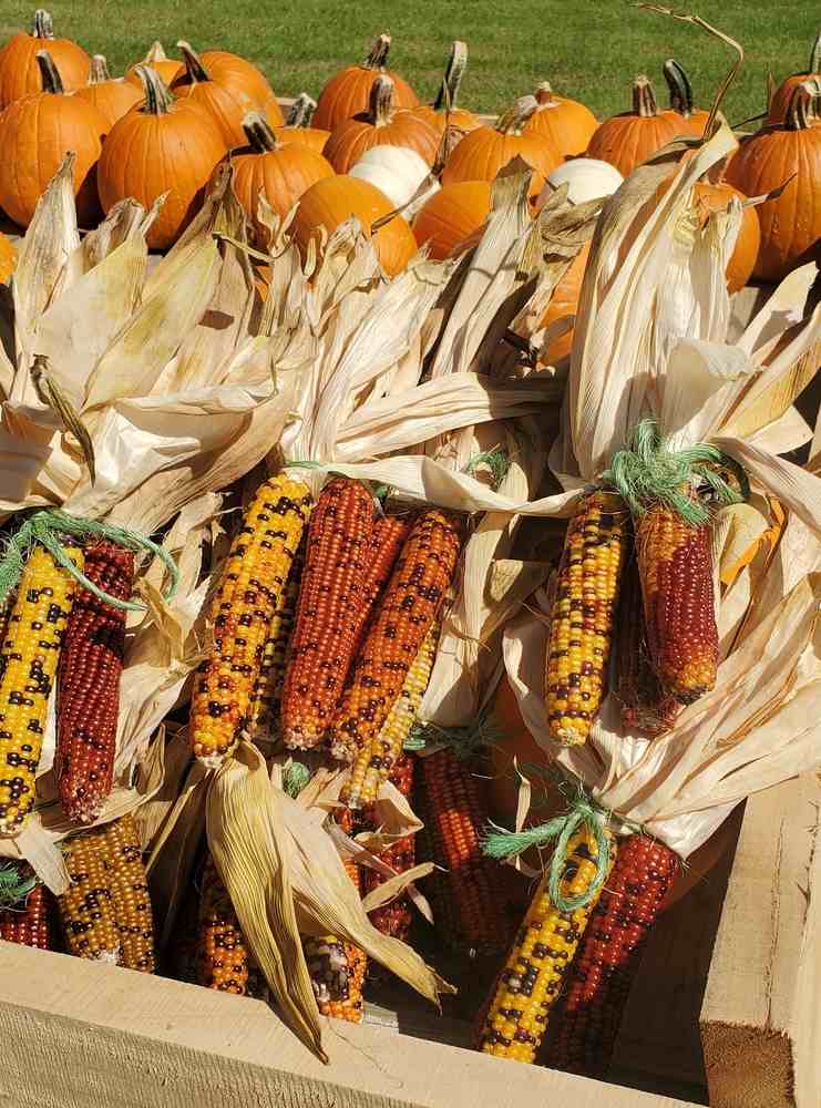 Pumpkins and colorful corn, festive for autumn.