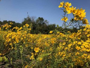 Close-up photo of a field of yellow flowers in bloom.