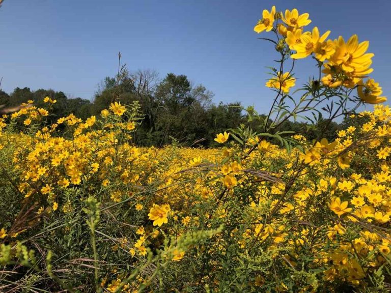 Close-up photo of a field of yellow flowers in bloom.