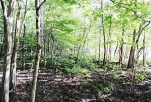 Sunlit woods.
