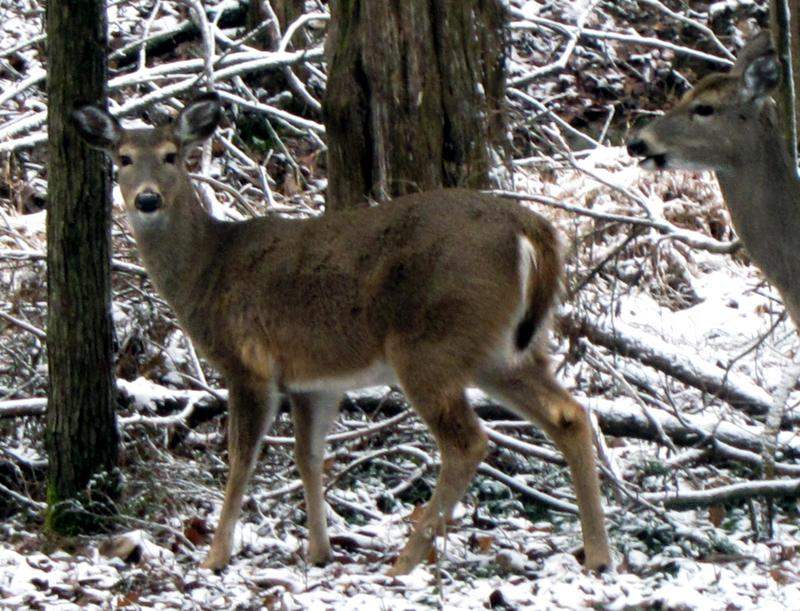 Two deer pass through a snowy woods.