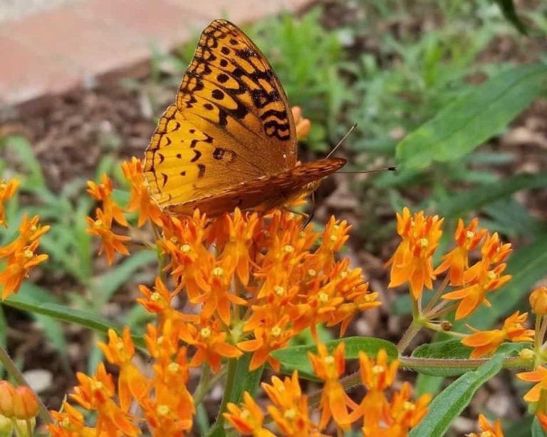 An orange and brown butterfly rests on a cluster of delicate orange flowers.