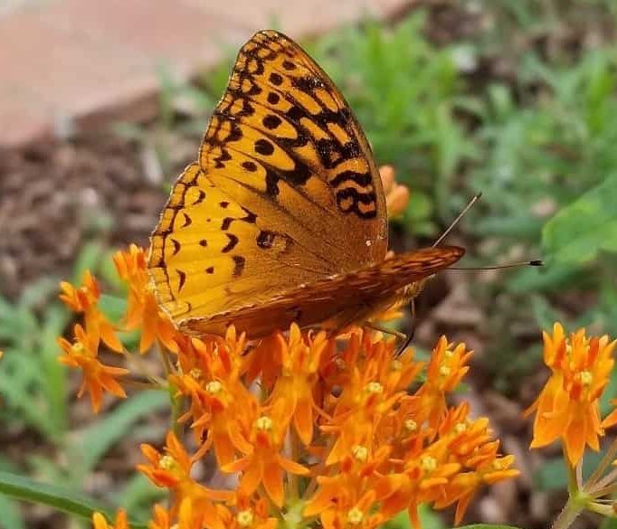 An orange and brown butterfly rests on a cluster of delicate orange flowers.