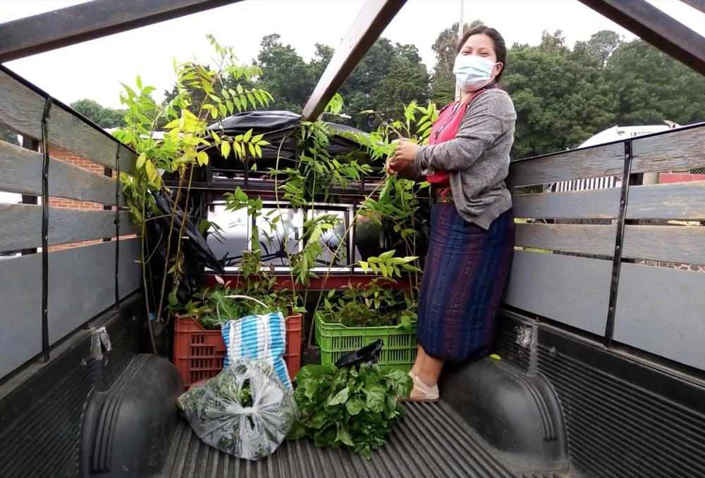 Woman in a mask stand in the back of a pick-up truck with crates of saplings. 