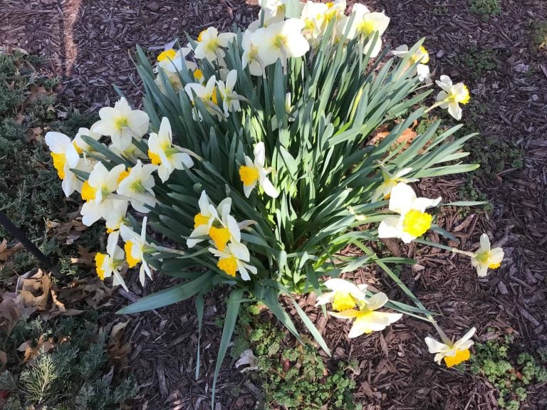 The sun dapples a large bunch of blooming white and yellow daffodils.