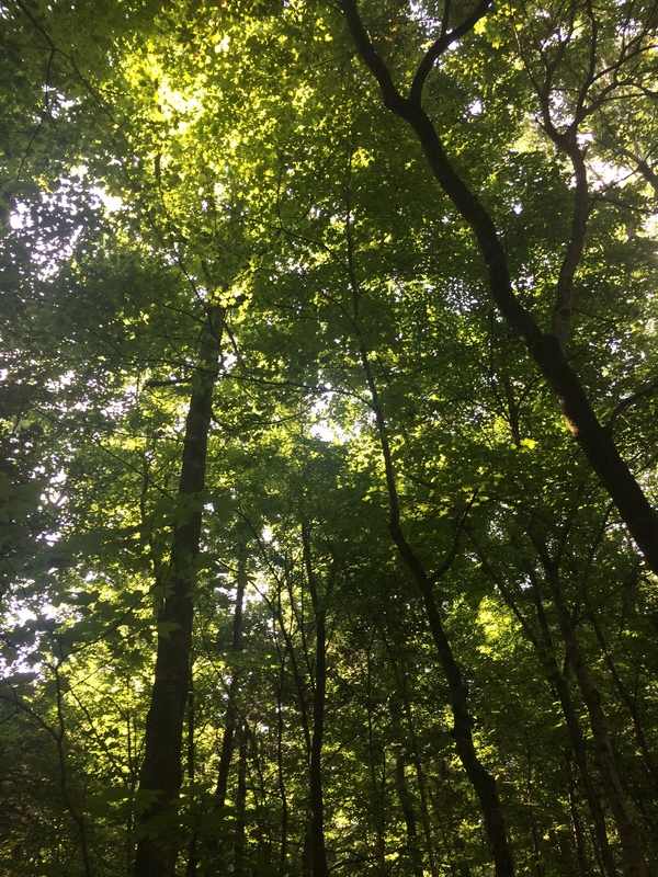 Looking up to the canopy of tall trees, with sunlight filtering through the leaves.