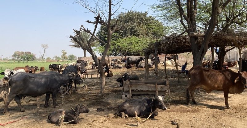 A herd of cattle rest in the shade of trees.