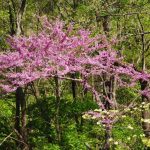 A redbud tree in the woods explodes with tiny pink flowers.