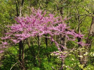 A redbud tree in the woods explodes with tiny pink flowers.