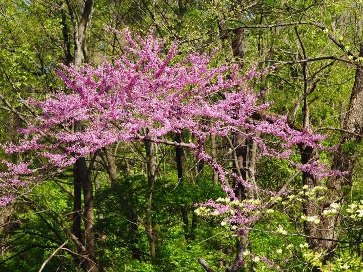 A redbud tree in the woods explodes with tiny pink flowers.
