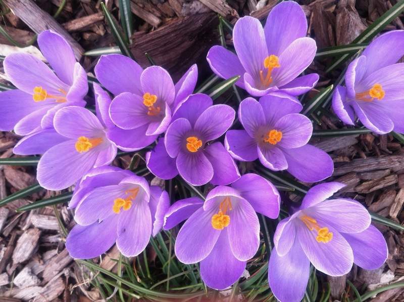 Small purple flowers with gold pistils spring up from the woodchips.