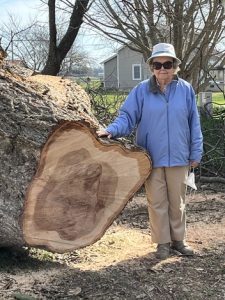 Woman wearing hat, sunglasses, and jacket standing next to a fallen tree for size perspective.