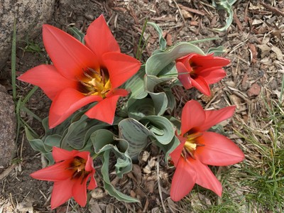 Bright red bloomed tulips.