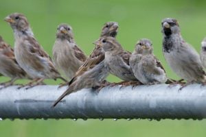 House Sparrows (Passer domesticus), Northdale