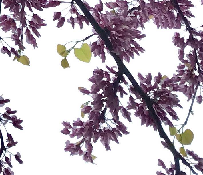 Dogwood blossoms