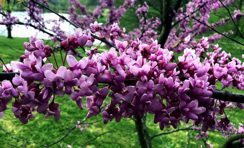 Close-up of tight clusters of small, pink flowers on a tree branch.