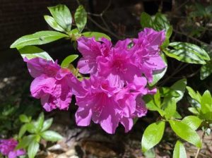 Bright fuchsia flowers in bloom on a sunny day.