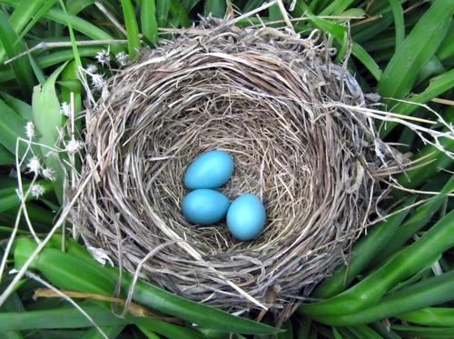 Robins nest with three blue Robins eggs