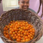 A Black woman's smiling face can be seen through the handle of a large basket full of cherry tomatoes.