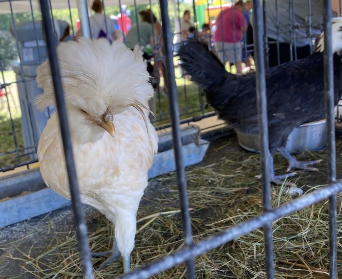 A white fancy polish hen poses in side of a metal cage with another black chicken.