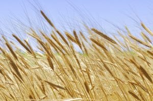 Wheat field