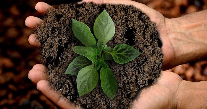 Two hands holding a scoop of dirt with a green leafy plant in the center.