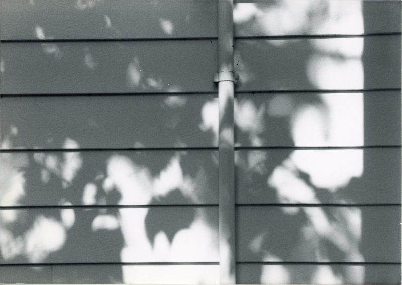 Black and white photo of the shadow of a leafy tree on the siding of a building.