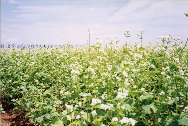 A cover crop of buckwheat, green leaves with white petals shown on a sunny day.