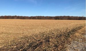 A harvested field bordered by woods is left to lie fallow.