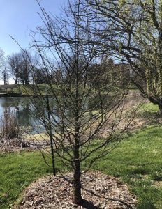 A leafless dawn redwood tree planted in a pile of mulch on a grassy field next to a still body of water on a sunny day with a blue sky.