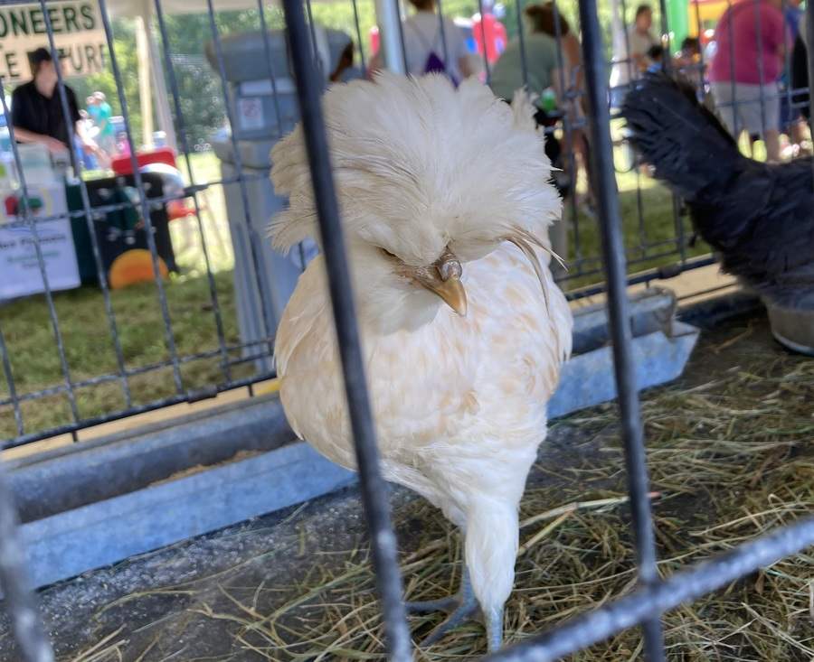 A white chicken with a huge tuft of feathers on its head struts in a cage.
