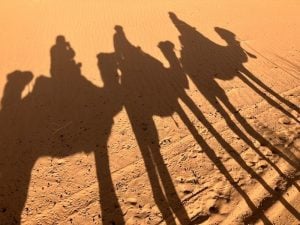 Shadows of three camels and their riders stretch across the desert sand.