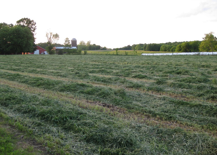 A freshly cut green hay field on a farm.