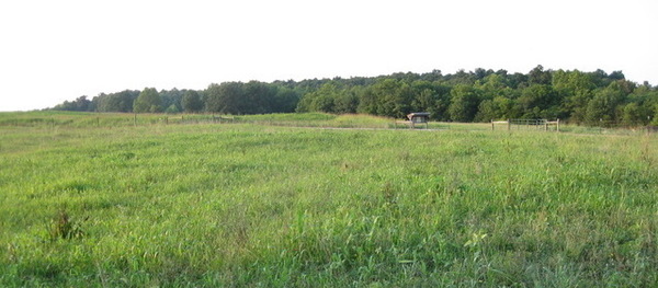A wide green pasture with small sheds far in the distance and thick green trees behind.