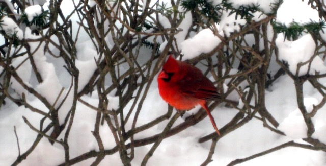 A red cardinal sits on snowy branches.