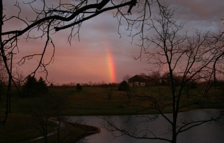 A rainbow is seen through bare branches, glowing amidst the evening clouds.