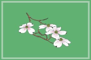Dogwood blossom drawing on a spring green background