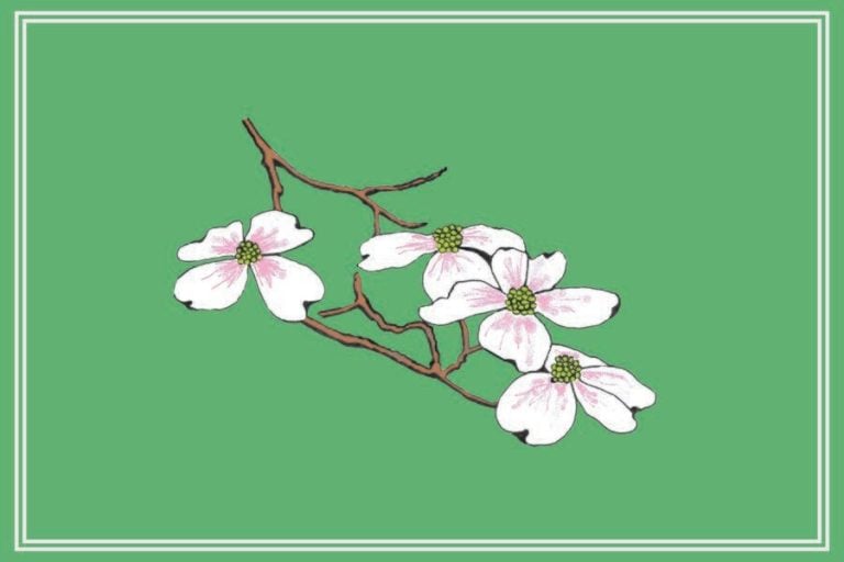 Dogwood blossom drawing on a spring green background