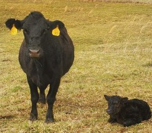 A black cow with yellow tags in her ears stands guard over her young calf resting in the grass.