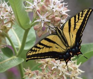 Yellow and black butterfly sitting on a milkweed plant.