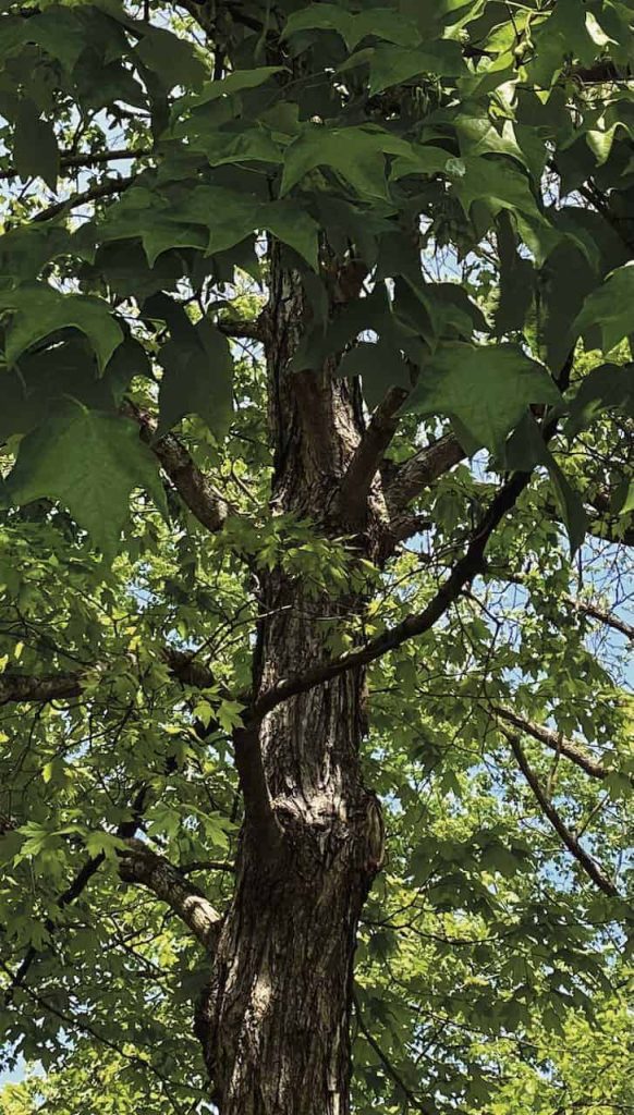 A closeup of a maple tree with bright green leaves flourishing in the sunlight